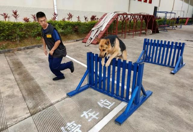 搜救犬的训练日常！一起走近他（它）们