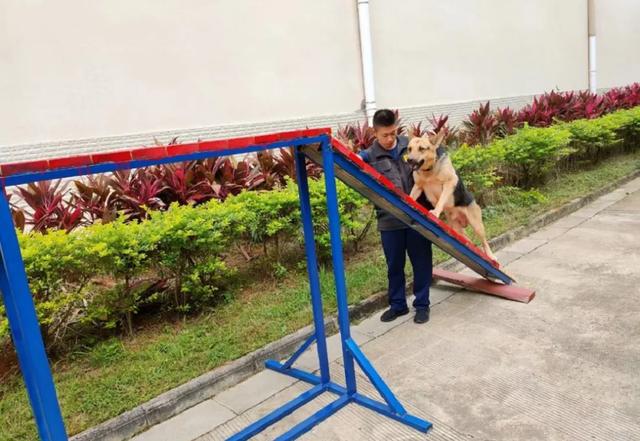 搜救犬的训练日常！一起走近他（它）们