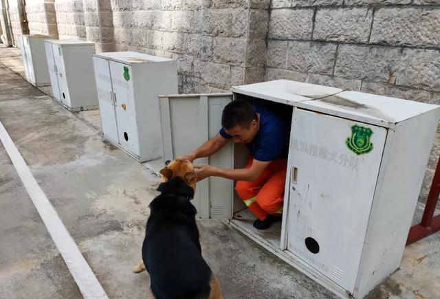 搜救犬的训练日常！一起走近他（它）们