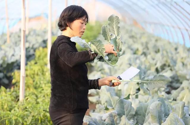 江北的茨菇和荸荠新鲜上市啦