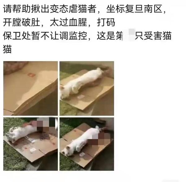 复旦大学有流浪猫被开膛破肚 律师称虐待流浪猫狗追责难