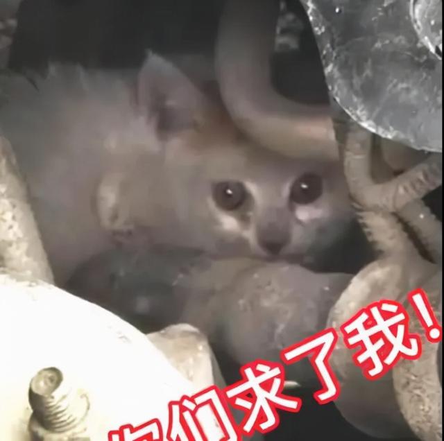 暖心！小猫躲进车底盘，沈阳众多居民接力救猫崽