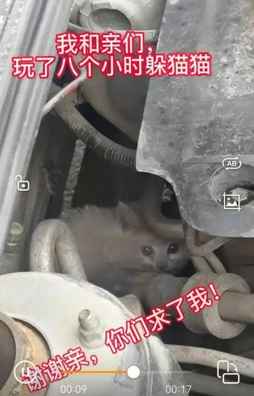 暖心！小猫躲进车底盘，沈阳众多居民接力救猫崽