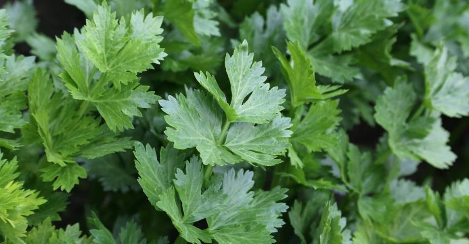 3种野菜要给孩子吃，再贵也要买，提高孩子大脑发育