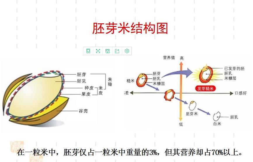 胚芽米营养成分表和胚芽米食疗作用，这些你平时可能不知道