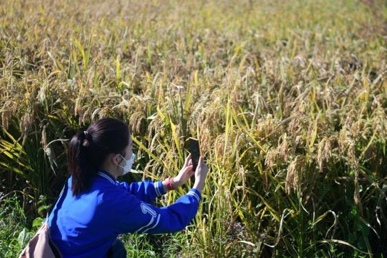 袁隆平“禾下梦”实现 杂交水稻双季亩产在广州黄埔示范基地突破3000斤