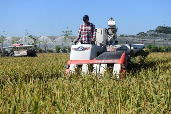 袁隆平“禾下梦”实现 杂交水稻双季亩产在广州黄埔示范基地突破3000斤