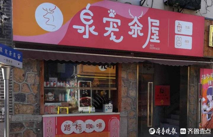 一条街上八家宠物咖啡店，“撸猫”爱好者支撑起宠物经济