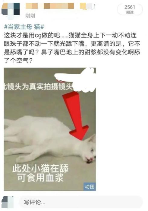 于正新剧《当家主母》否认毒死小猫，网友又质疑剧组的澄清视频是P的：请发猫的现状