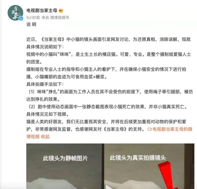 于正新剧《当家主母》否认毒死小猫，网友又质疑剧组的澄清视频是P的：请发猫的现状