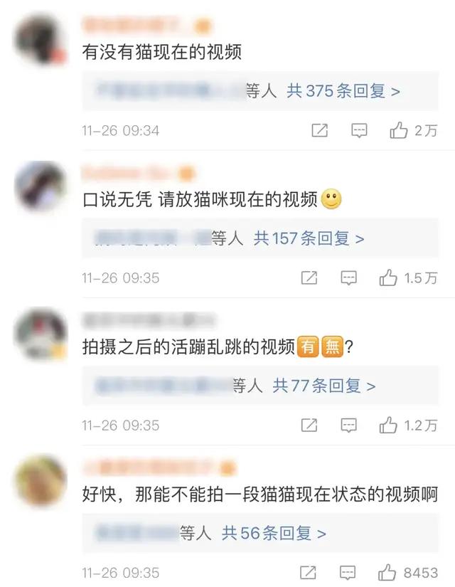 一只小白猫，让《当家主母》的评分一降再降