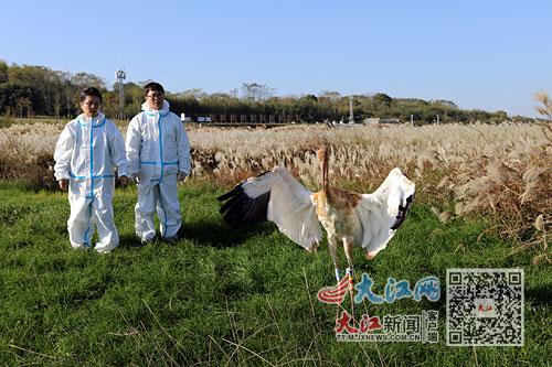 与鹤为邻 鄱湖添风情（图）