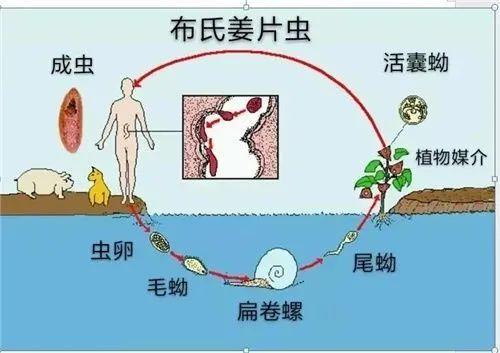 这种高营养的时鲜货为什么不能生吃？