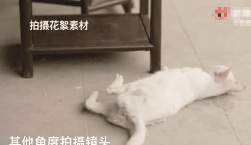 《当家主母》“虐猫”事件后续，剧组两度回应后，群演曝小猫状态