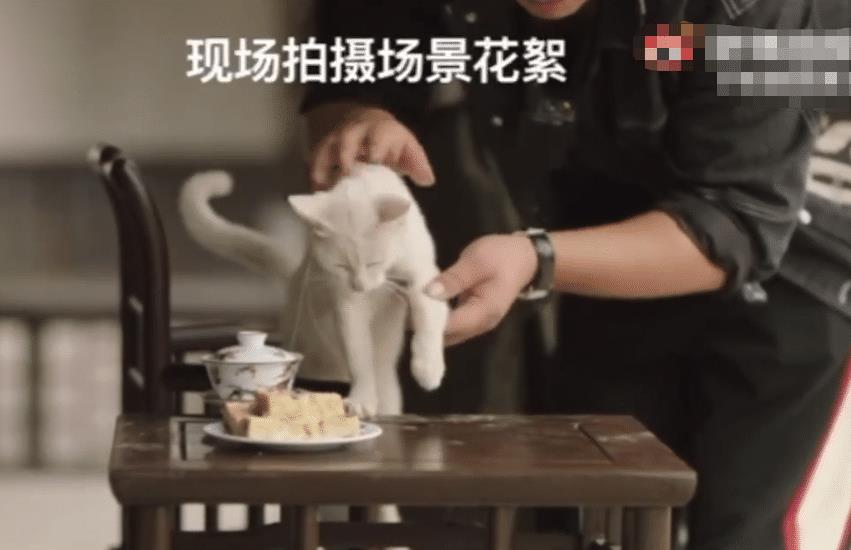 《当家主母》“虐猫”事件后续，剧组两度回应后，群演曝小猫状态