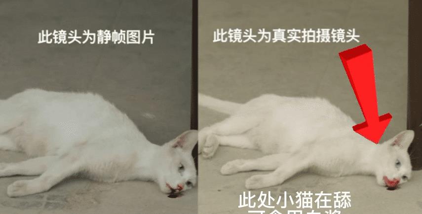 《当家主母》“虐猫”事件后续，剧组两度回应后，群演曝小猫状态