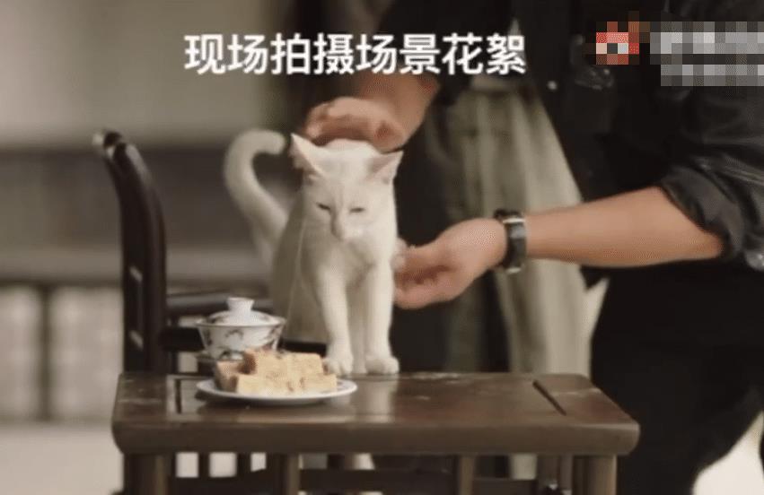 《当家主母》“虐猫”事件后续，剧组两度回应后，群演曝小猫状态