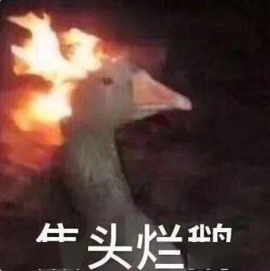 救命！这只鹅也太好吃了吧