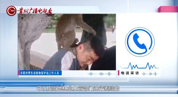 贵阳的猴子冲上全国热搜！一口气爬上30楼，抢东西还“逗狗”！