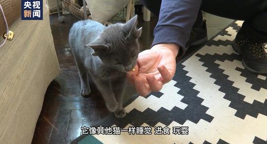 土耳其四耳小猫萌翻网络 主人：原为流浪猫 听力正常