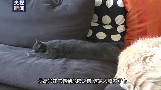 土耳其四耳小猫萌翻网络 主人：原为流浪猫 听力正常