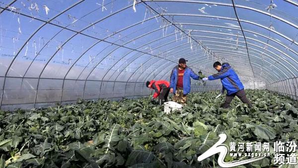 翼城县里砦村西蓝花特色种植引领村民增收致富