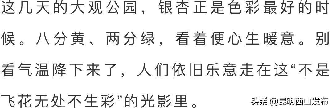 大观公园冬天里金黄的银杏 一片洒在心里的暖阳