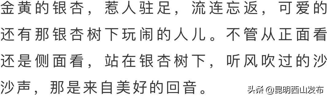 大观公园冬天里金黄的银杏 一片洒在心里的暖阳