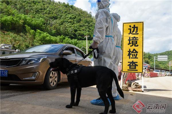 “自述”丨警犬“天龙”：我是守边一线的“特殊战士”