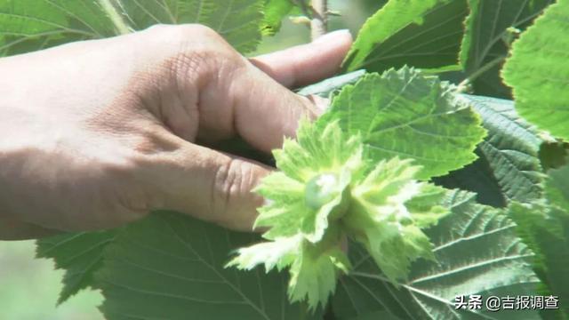 走进长白山区，喜看农民不用“跑山”就让山货走出大山，俏销大江南北