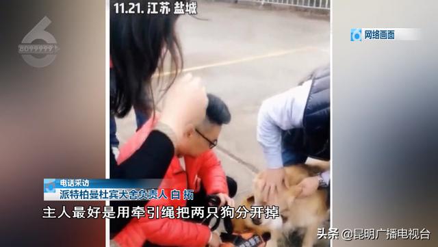 想拿板凳砸开撕咬的两只狗！未牵绳小狗被金毛死死咬住 主人急哭