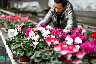 河北迁安：鲜花铺满乡村振兴路