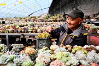 河北迁安：鲜花铺满乡村振兴路