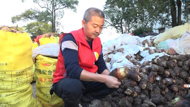 二次加工远销日、韩等国！湘阴县鹤龙湖镇5000亩香芋喜获丰收