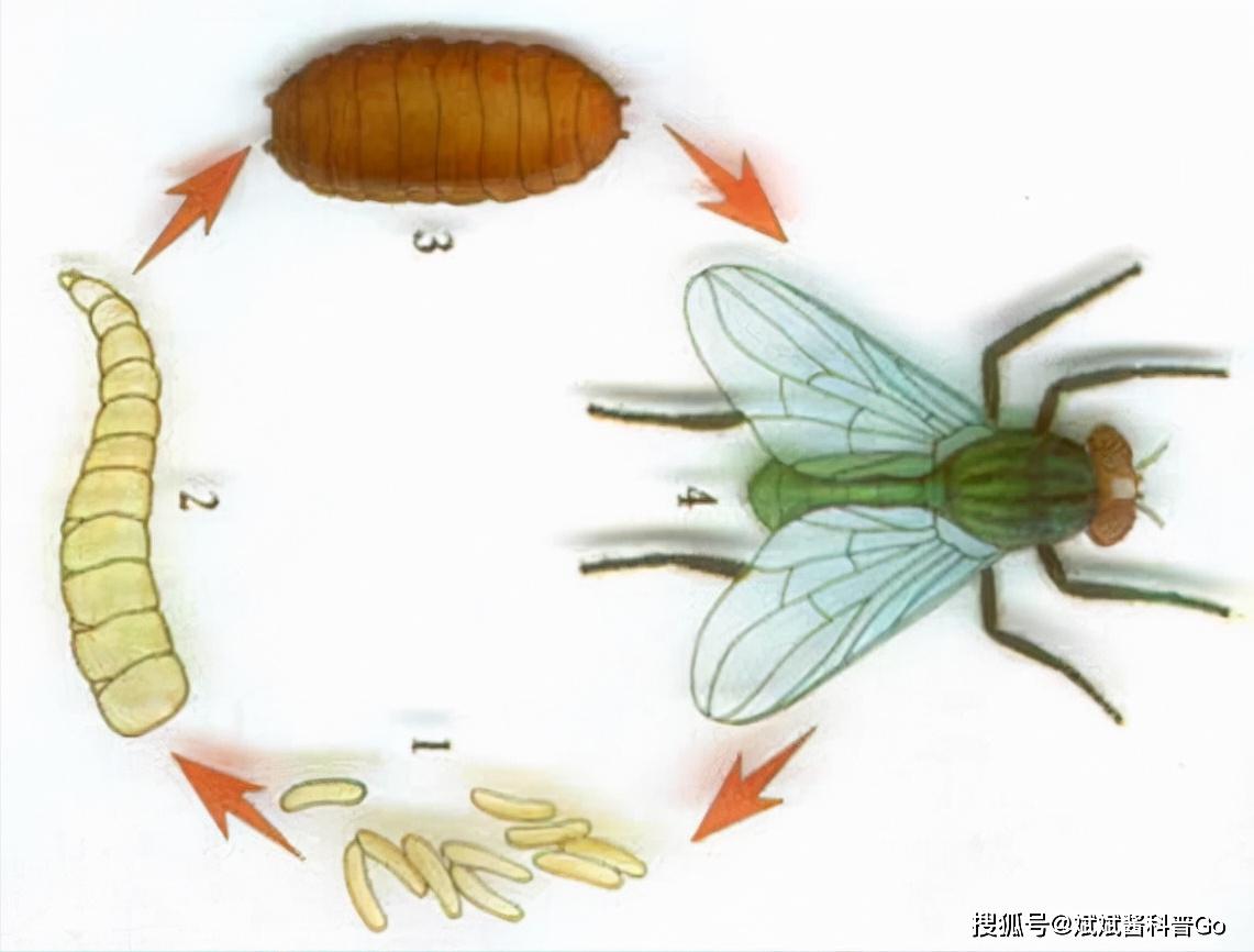 “人人喊打”的苍蝇，也讲究个人卫生？科学揭秘苍蝇的独到之处