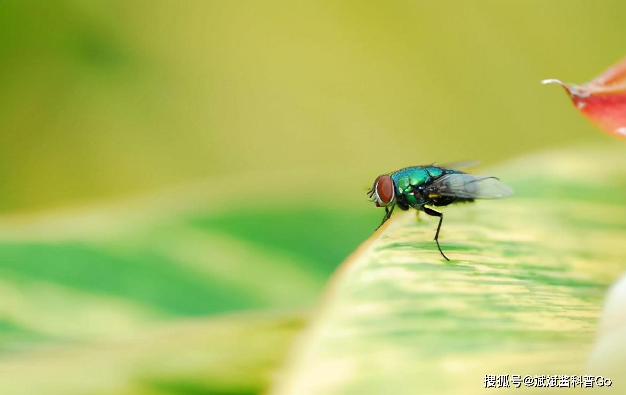 “人人喊打”的苍蝇，也讲究个人卫生？科学揭秘苍蝇的独到之处