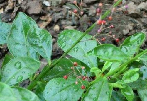 秋天开始后，这种野生草本植物经常被用来泡茶和喝水，美化和抗衰