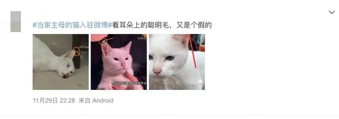 新剧翻车，深陷“虐猫”疑云？