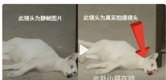 新剧翻车，深陷“虐猫”疑云？