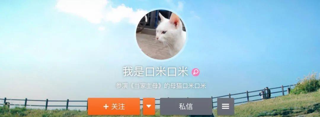 新剧翻车，深陷“虐猫”疑云？