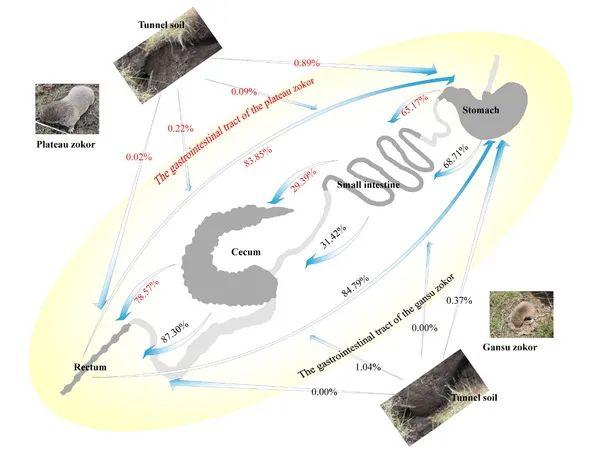 鼢鼠胃肠道微生物区系研究获进展