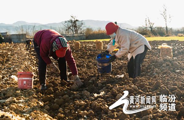 襄汾县大邓乡西张村：生地种植获丰收 农机生产来助力