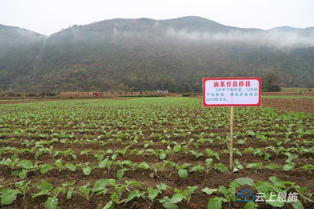 建始：秋冬播油菜面积十万余亩