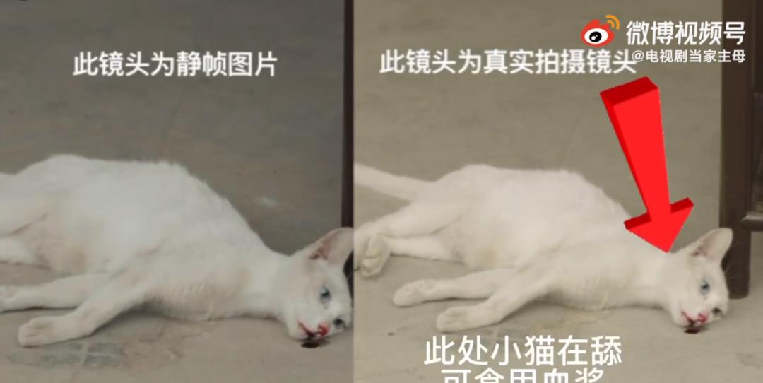 《当家主母》惹众怒，没有正常人能接受虐猫