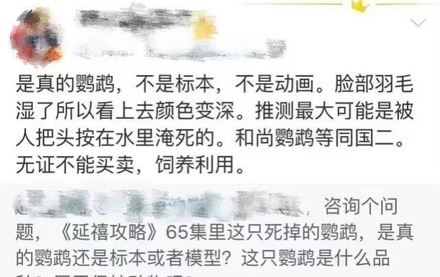 “虐上瘾了？”于正《当家主母》因虐猫评分暴跌，更被爆虐待成瘾