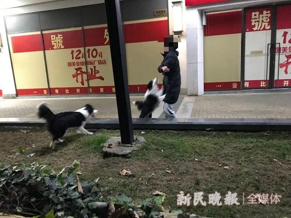 新闻追踪丨不牵绳不戴狗罩遛大型犬只 金桥国际商业广场又成“遛狗乐园”