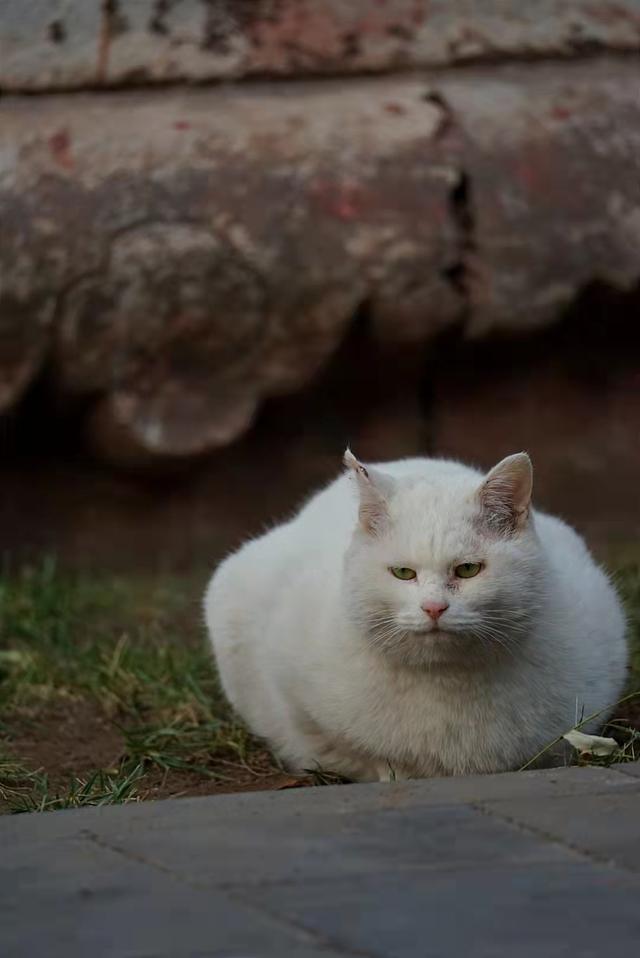 可爱！故宫中的大懒猫