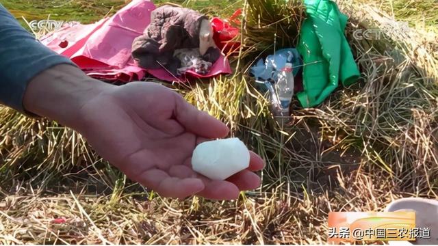 震惊！广东人超爱的这种“果”，生吃竟有智力低下的风险？