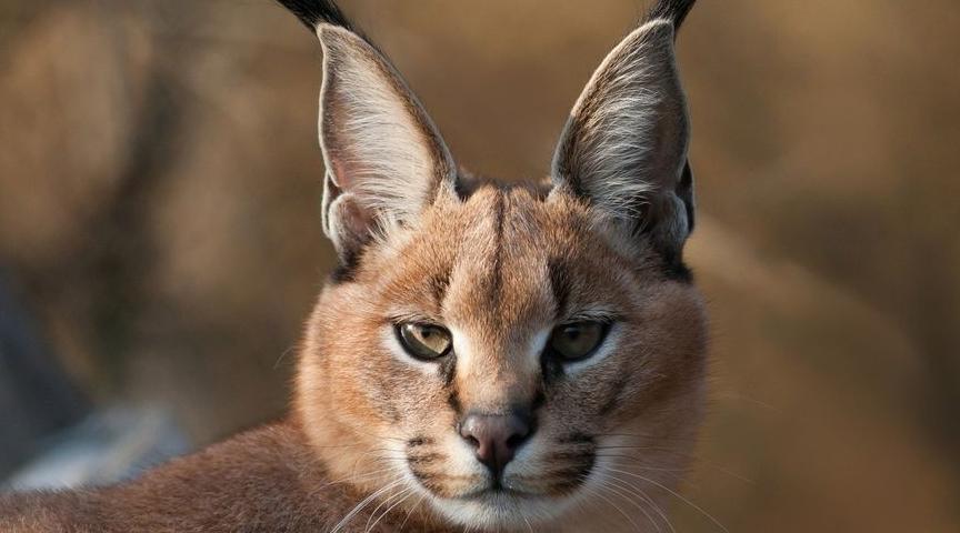 俄罗斯战斗民族养的猫，猫是好猫，就是凶了一点