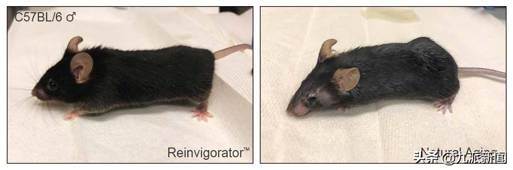 寿命延长40%！美科学家以基因工程法刺激“快感中枢”取得重磅成果